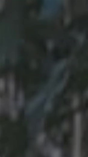 ❤️‍🔥Picci Queen❤️‍🔥 (@picciqueen854)’s videos with original sound - 𝐁𝐞𝐢𝐧𝐠 𝐋𝐚𝐥𝐮𝐁𝐮𝐥𝐮🕊️