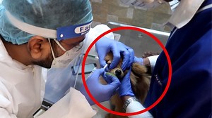 Dollar Admitted To Hospital *emergency* . Zada se zada share karo | Gauravzone