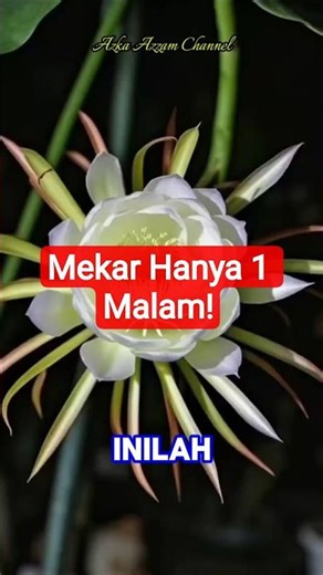 The Rare Bloom of the Queen of the Night—Just a Few Seconds! #viral #shorts