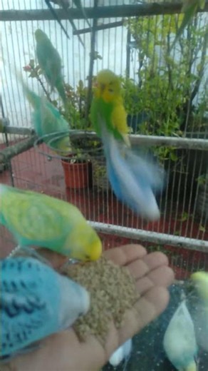 Budgies Bringing Pure Calm to Your Day 🌿🐦