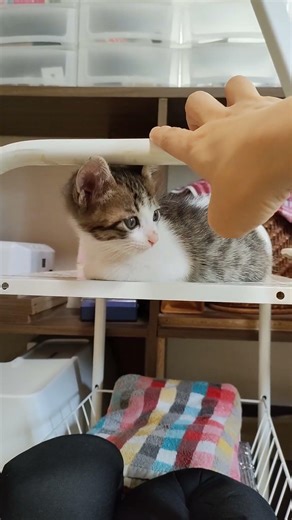 お仕事するからそこどいてくださーい😂 #cat #kitten #gatto #猫好きさんと繋がりたい #cute #kitty #子猫 #保護猫 #ねこ #animals #エウレカねこ部