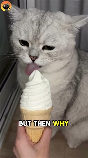Why Cats Love Ice Creams?