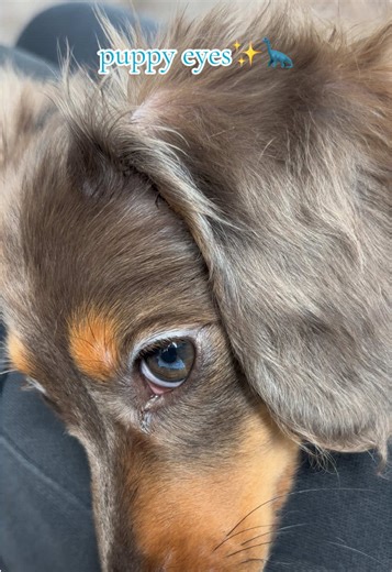 Delightful Dachshund Puppies You Can't Resist