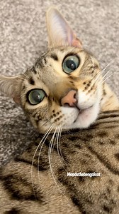 Sometimes we call Mandu “Floof Nugget” 😆 What silly names do you have for your pets? | Manduthebengalcat