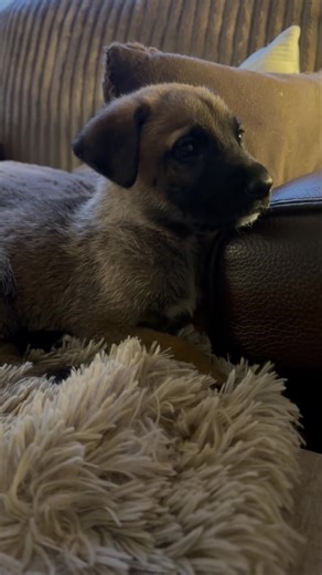 12K views · 202 reactions | UPDATEBoona has gone on trial to his...