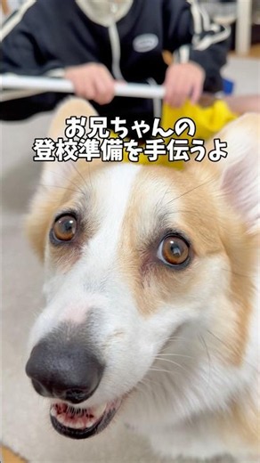 犬吸いして今日も元気に頑張りしょう💪#コーギー #corgi #dog #コーギー多頭飼い #犬のいる暮らし