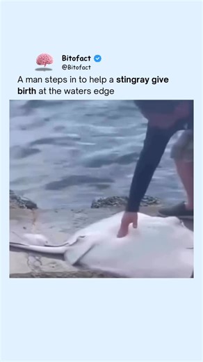 Bitofact on Instagram: "A stingray giving birth is already rare to see — but this moment made it even more incredible. At the water’s edge, a man gently pressed and rubbed the stingray’s belly, helping her release the pups she was struggling to deliver. Stingrays give birth to live young, and sometimes a little pressure can help guide the babies out safely. With a few careful motions, the pups slid out ready for life in the shallow water. How wild is it that stingrays can have live births right 