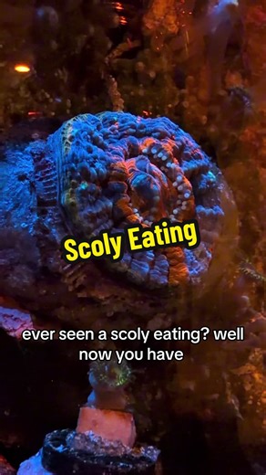 Feeding your Scoly is key to keeping that disc plump, vibrant, and fully extended — they’re heavy feeders that thrive on targeted meaty foods like mysis 2–3× a week, boosting tissue health, color pop, and growth way more than light alone. Skip it, and they’ll stay small and dull; feed it right, and your scoly will reward you with that lush, glowing look you fell in love with. 🪸🍽️ #ReefTank #reef #saltwateraquarium #fish #coral