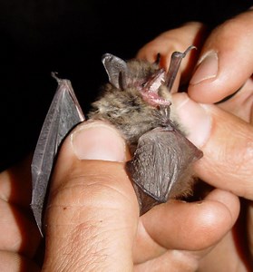 Mouse eared bat - Alchetron, The Free Social Encyclopedia