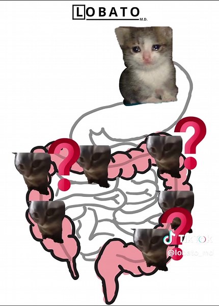 Understanding Clostridium Difficile and Colitis Symptoms