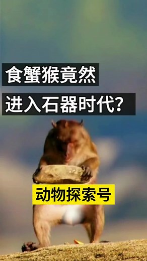 食蟹猴已实现海鲜自由！#涨知识 #科普 #动物 | 阿九剧场