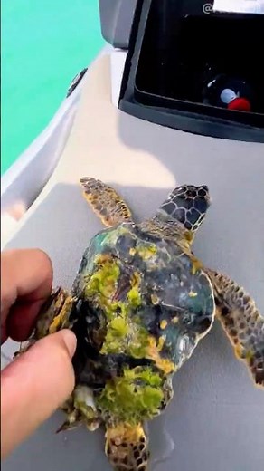 This Man Rescues Turtle Covered in Barnacles
