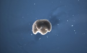 Scientists say xenobots, world's first living robots, can reproduce