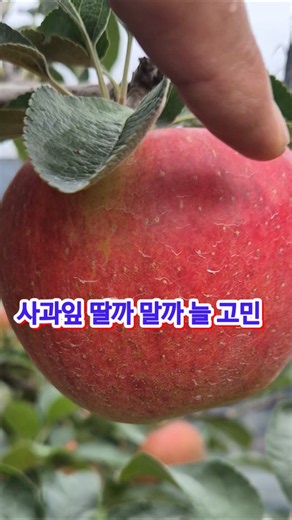사과 잎 따기 작업 #사과농사 #사과재배 #사과나무 #착색 #잎따기 #잉매힐스사과농원 #홍로