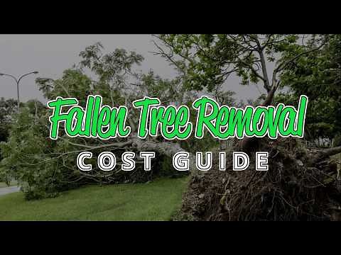 Cost of Fallen Tree Removal