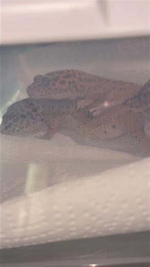 Une reproduction en direct 😍 #shortvideo #reptiles #thelittlethings #gecko #reproduction duction