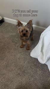 Kindly click the link below to join our free adoption community 👇👇 https://www.facebook.com/share/g/1BVsN5tYT9/?mibextid=wwXIfr#yorkierescue @everyone #freerescuedyorkiesavailableincanada #yorkiecanada #iwantayorkiepuppyincanada #yorkiepuppiesavailableincanada #yorkie #petadoptionincanada #availabledogsincanada #I'minterestedinadoptingayorkieincanada #canadayorkies #yorkiesforever #yorkieloversincanada #yorkies #yorkieadoption #canada #freeyorkiesincanada #lookingforayorkietoadopt | Free Rescu