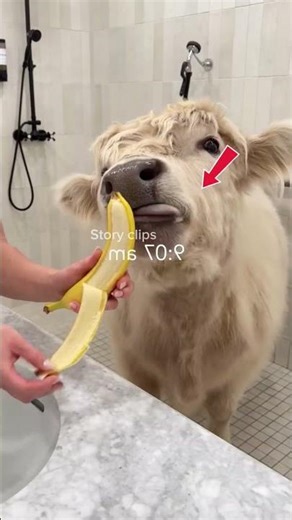 This man care his cow like a baby