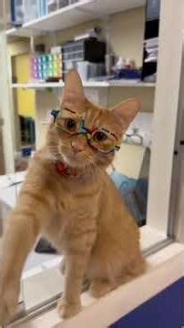 Kitten, kitten. I love your paws. cat catsoftiktok catlover... #Shorts #fluffywhiskers_