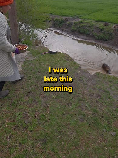 Nutria Assembly Line - Wildlife Encounter