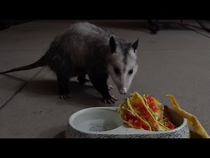 Possum Eats Taco Bell Crunchy Taco Supreme
