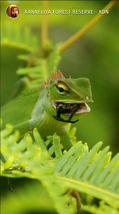Kanneliya Forest Reserve KDN #srilanka #biodiversity #forest #kanneliya #biospherereserve