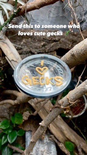 Who doesn’t love a little geck? 🦎 🔎Lepidodactylus lugubris 🦎Mourning Gecko . . . . . . #mourninggecko #gecko #geckosofinstagram #cutegecko #reptile #reptilesofinstagram #geckokeeper #reptilekeeper #bioactive #terrarium #vivarium #reptilefeeding #wildlife #nature | Thatbeardedbugguy