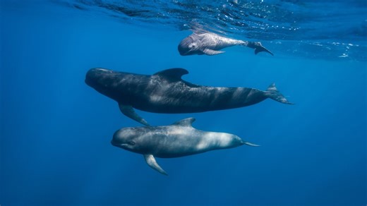 10 Interesting Facts About Pilot Whales