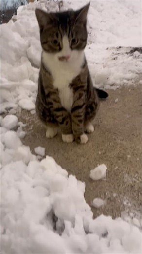 My cute Shadow cat #shorts