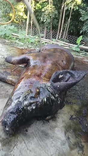 pig cleaning process galo style