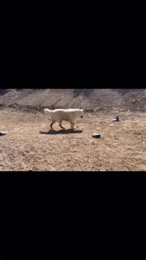 SwiftPaws on Instagram: "Look at them GO!🐺 The wolves at @animaltracksinc are absolutely loving their SwiftPaws session! This was their first time seeing our system set up, and it’s amazing to watch them figure out the flag. What’s incredible is how much this matters for these rescues. This isn’t just play it’s giving them a chance to be wolves again. To chase, to hunt, to feel that rush they’re hardwired for. Animal Tracks rescues and rehabilitates animals that can’t be returned to the wild, p