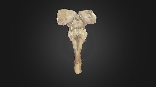 Brainstem - 3D model by UBC Medicine - Educational Media