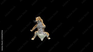 Leopard Dancing CG fur, 3d rendering, animal realistic CGI VFX. composition 3d mapping, cartoon, Included in the end of the clip with Alpha matte.