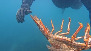 5.3K views · 36 reactions | Every spring, brings crayfish into the shallows to cast thier shells and go through the softshell process. Whilst its a cool time to see large crays in close, its awesome finding entire casts of crayfish, ive often considered taking one home to preserve, has anyone done this? | Hardcore Outdoors NZ | Facebook