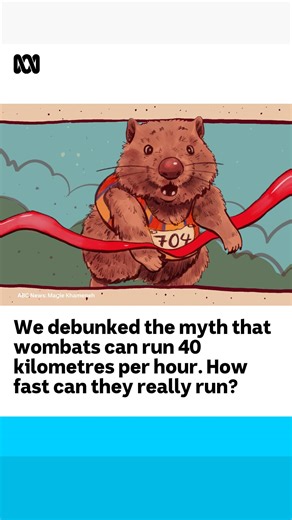 17K views · 172 reactions | It was long believed that wombats had a top speed of 40 kilometres per hour, but as it turns out, there is no real evidence to back that claim. So, how fast can they actually run?  by Louise Miolin via ABC Northern Tasmania | ABC Hobart | Facebook