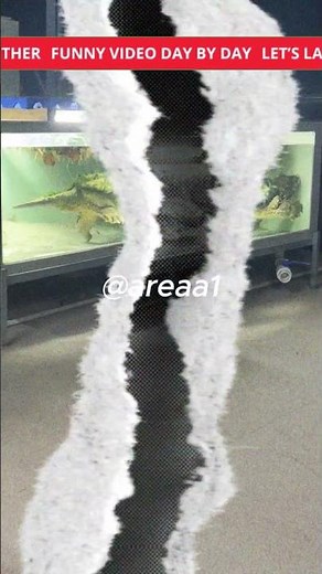 The Asian Softshell Turtle: A Turtle Like No Other!