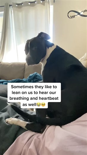 Understanding Dog Behavior: Sitting on Laps and Claiming Humans