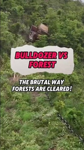 Forest Land Clearing with Steel Chains! Efficient or Destructive?