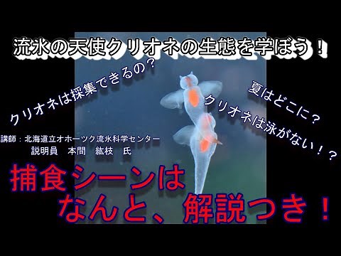 「流氷の天使クリオネの生態とは・・・？②捕食と質問コーナー」