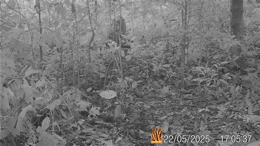 4.3M views · 36K reactions | เสือโคร่งกับช้างป่า (ขยายความ)...