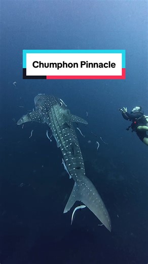 Scuba Diving with Whale Sharks in Koh Tao