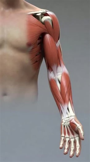 ‏Hand muscles #3danimation