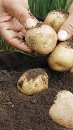 From Soil to Harvest 🌱 | The Journey of Potato Farming#viral #trending #farming #potato