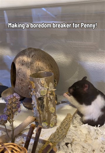 DIY Hamster Boredom Breaker Recipe