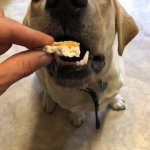 Born and bread | Dogs eating gently