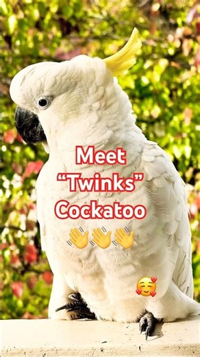 This cockatoo's hello will melt your heart! 🥹 #shorts #birdsounds #cute
