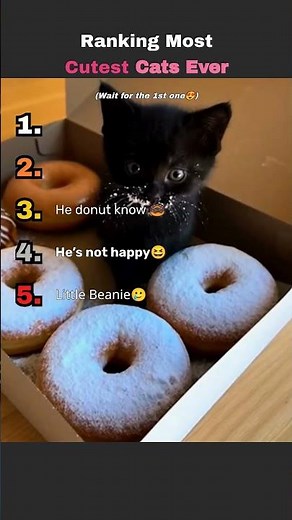Worlds Most Cutest Cats Ever😍#cats #cuteanimals #animals