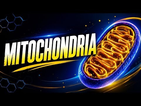 How to work mitochondria ?