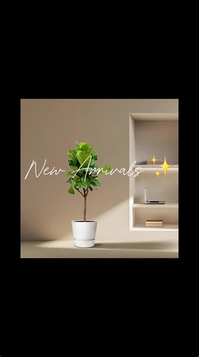 Explore New Arrivals at World of Dutch Flowers