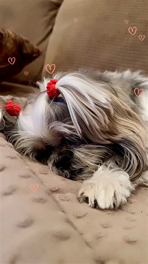 I’m asleep with my snoring fully activated, so if you hear those little snorts and puff-puff sounds, that’s just me dreaming of treats again 😴🍖😂 ✨ Angel Lacey ✨🕊️ 🐾 🐾 🐾 🐾 #shihtzu #dog #puppy #doglover #fblifestyle #doglife #dogvideos #reels #snoring #snoringdog #sleepingdog #throwback #ThrowbackThursday | Lacey Shih Tzu